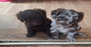 Cockapoo dogs - Advert 8