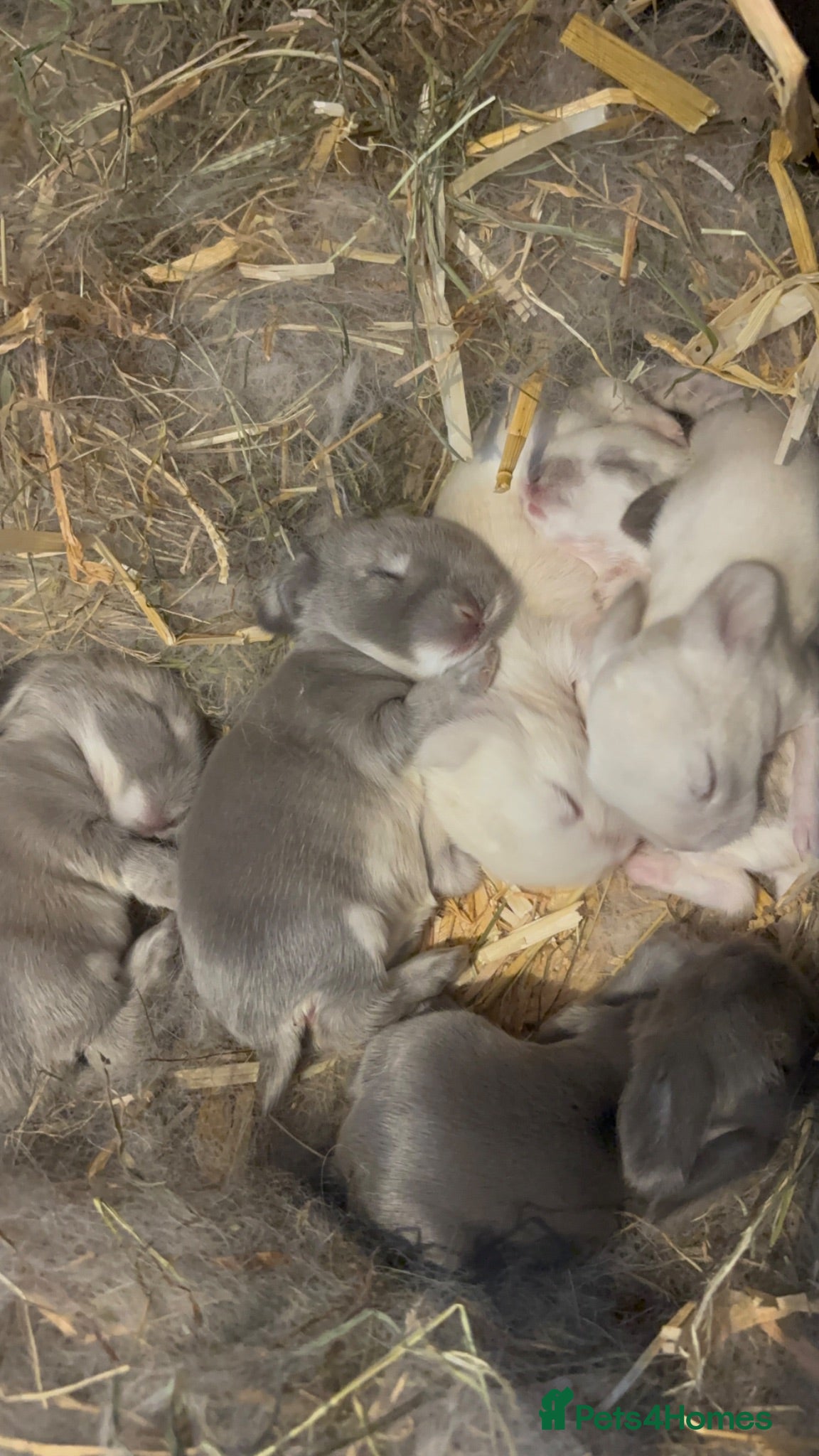 Mini Lop rabbits New born mini lop rabbits - Advert 1