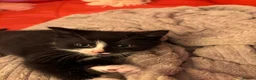 Mixed Breed cats for sale:  7-WEEK-OLD TUXEDO BOY KITTEN in London - Advert 9