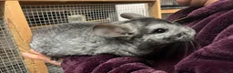 Chinchilla rodents for sale: 💙 Two Beautiful Std Grey Male Chinchillas 💙 - Advert 7
