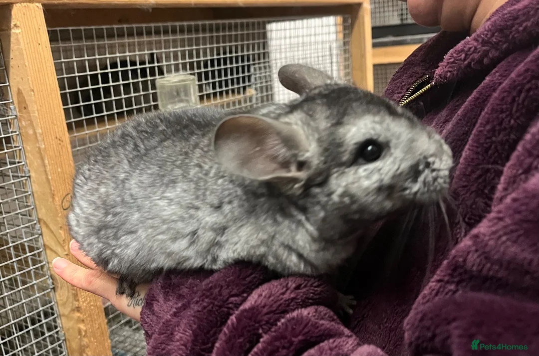 Chinchilla rodents for sale: 💙 Two Beautiful Std Grey Male Chinchillas 💙 - Advert 7