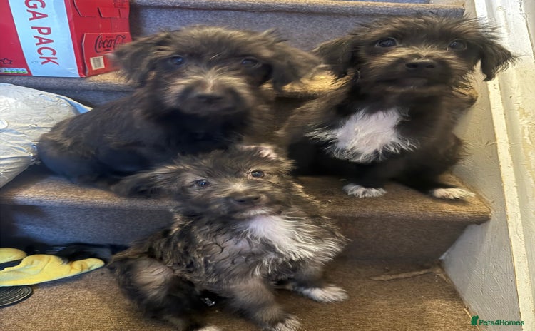 Mixed Breed dogs - Advert 6