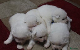 Samoyed dogs for sale: Samoyed puppies - fluff and joy - Image 7