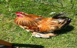 Chickens poultry for sale: Pekin bantam cockerel -free to good home - Image 2