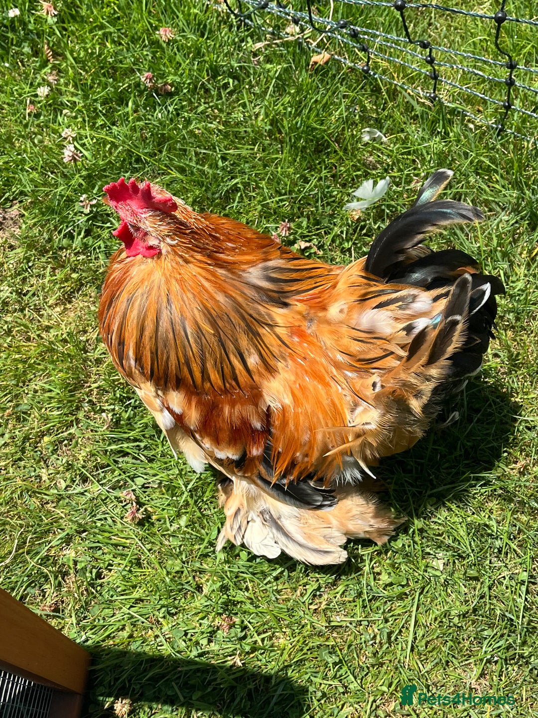 Chickens poultry for sale: Pekin bantam cockerel -free to good home - Image 2