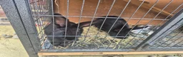 Mixed Breed rabbits for sale: Mini lops rabbits for adoption - Advert 1