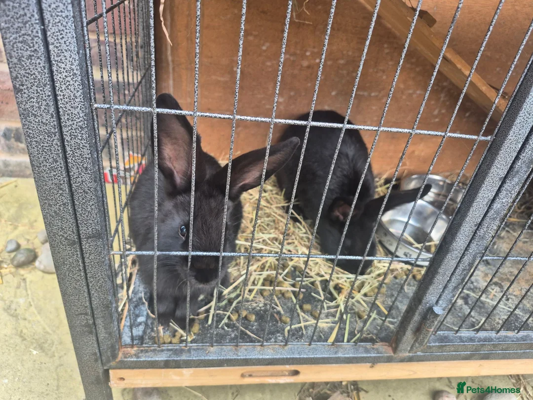 Mixed Breed rabbits for sale: Mini lops rabbits for adoption - Advert 1