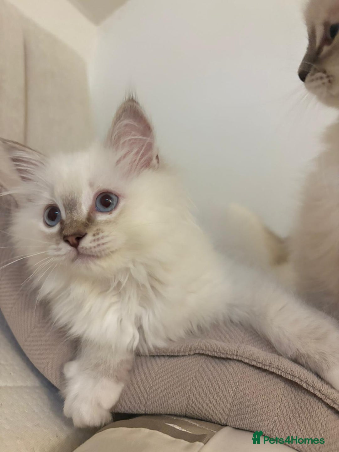 Ragdoll cats for sale: Ragdoll Kitten TICA chocolate tabby cherubim - Advert 8