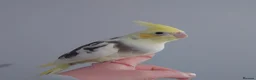 Cockatiels birds for sale: Hand reread silly tame DNA sexed baby cockatiels  - Advert 14