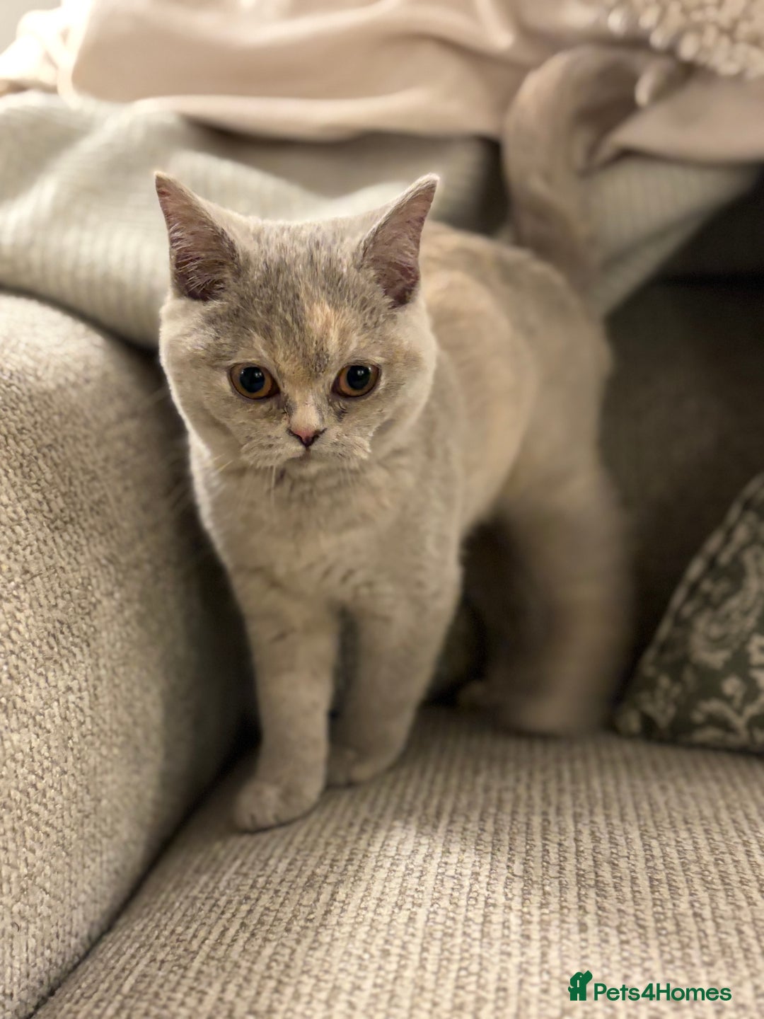 British Shorthair cats for sale: Beautiful British shorthair kittens  - Advert 8