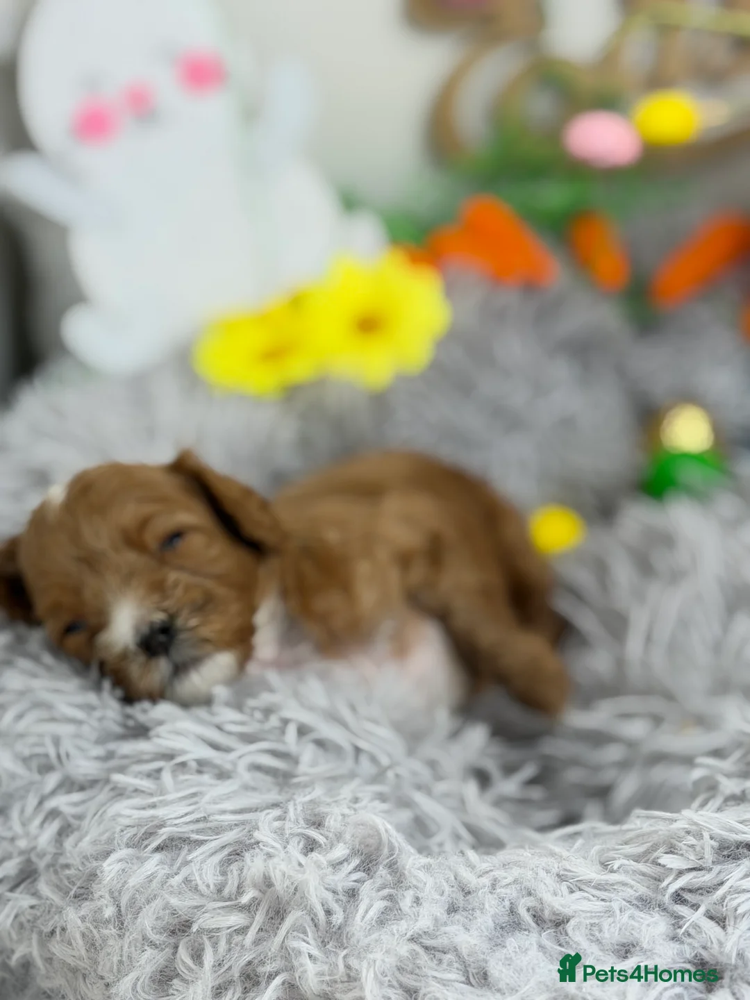 Cavapoo dogs for sale: F1 Red Cavapoo little girl available 🐾🥰 - Advert 5