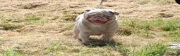 Pug dogs for stud: Pink pug stud  - Advert 5