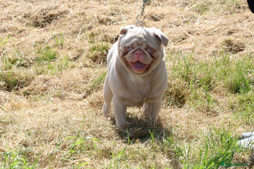 Pug dogs for stud: Pink pug stud  - Advert 5