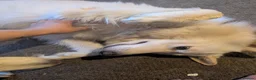 White Swiss Shepherd dogs for sale: WHITE shepherds. - Advert 5
