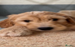 Goldendoodle dogs for sale: F1 miniature Goldendoodle puppies. - Image 9