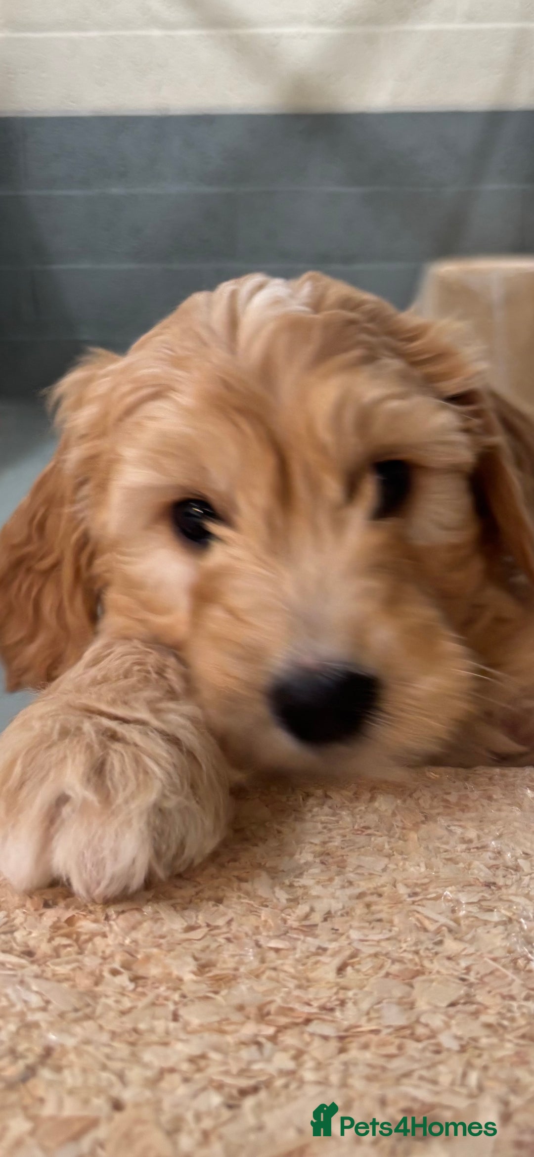 Goldendoodle dogs for sale: F1 miniature Goldendoodle puppies. - Image 9