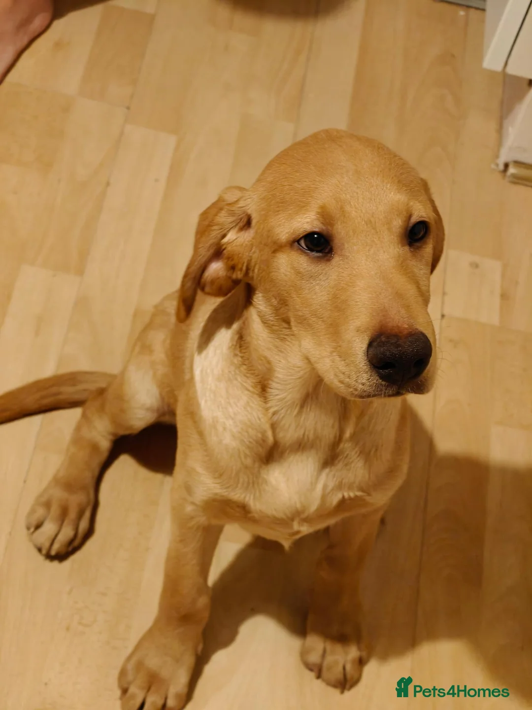 Labrador Retriever dogs for sale: Labrador puppy in Portsmouth - Advert 4
