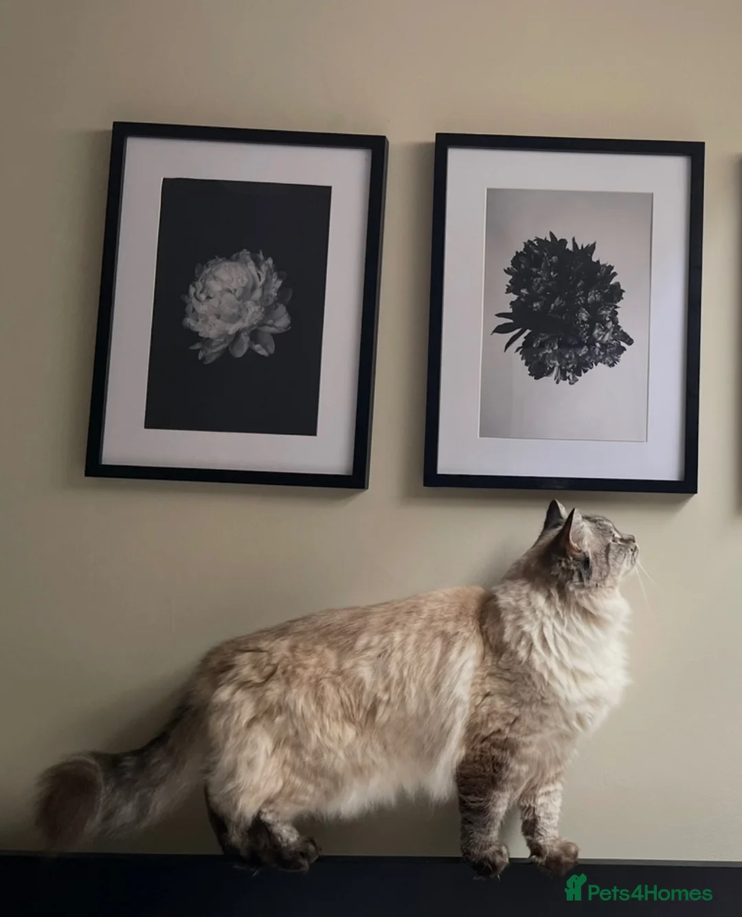 Ragdoll cats for sale: Beautiful Ragdoll Female  - Advert 2
