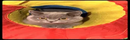 British Shorthair cats for sale: Blue British Shorthair Cat in Bolton - Advert 5