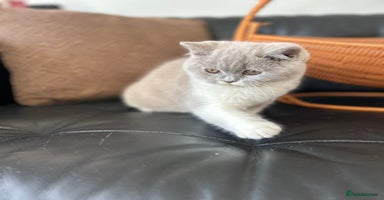 British Shorthair cats 2 Beautiful British Shorthair Girls left - Advert 12