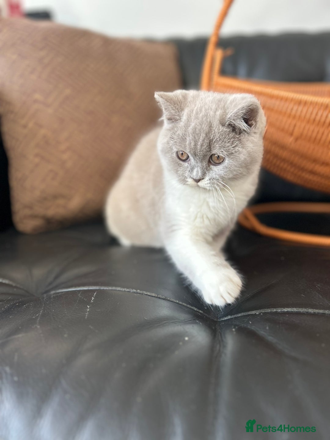 British Shorthair cats for sale: Beautiful British Shorthair Kittens - Advert 7