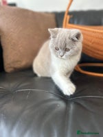 British Shorthair cats 2 Beautiful British Shorthair Girls left - Advert 12