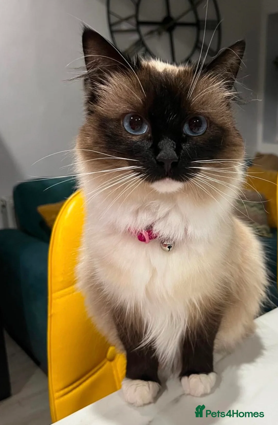 Ragdoll cats for sale: Ragdoll mix for sale  - Advert 2