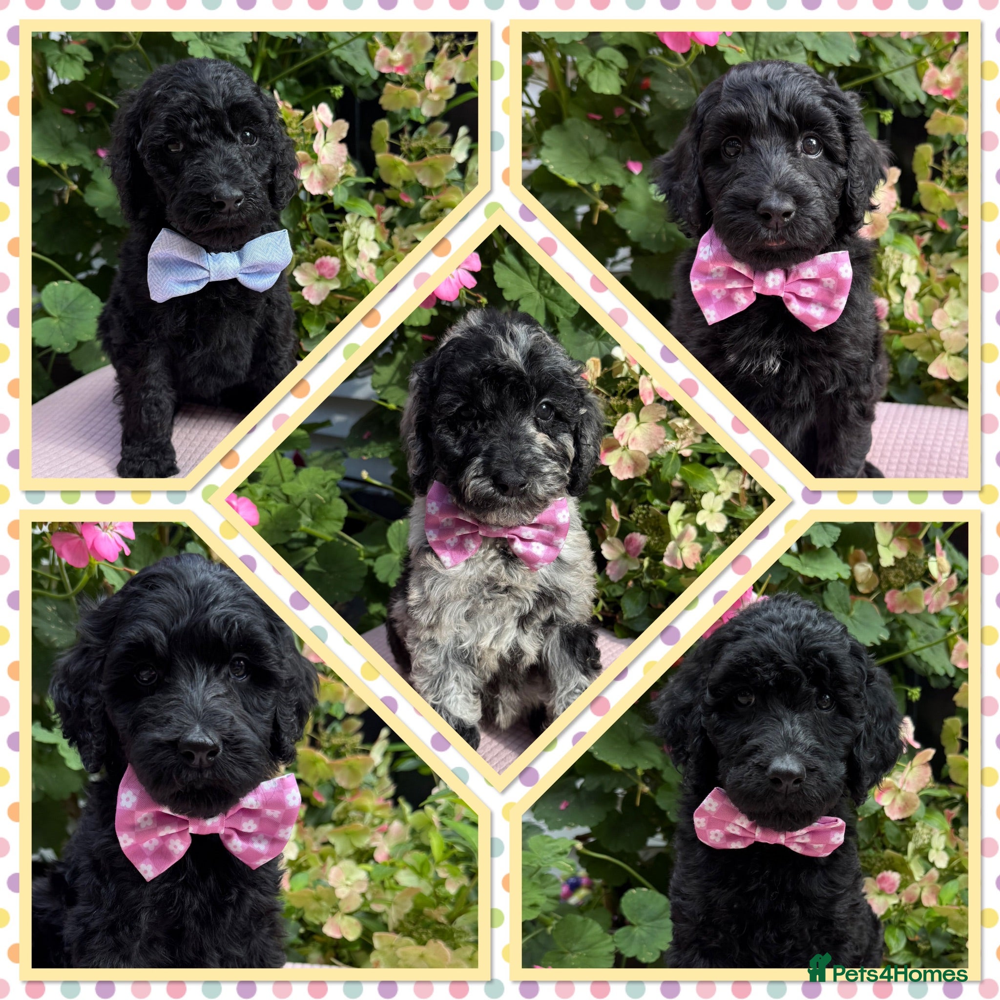 Labradoodle dogs 🌈CAN STAY FOR UPCOMING HOLS🌈OUTSTANDING PUPS🌈 - Advert 1