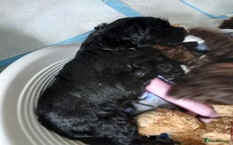 Mixed Breed dogs for sale: Very rare Black Cockerpoo and Chocolate puppies - Image 6