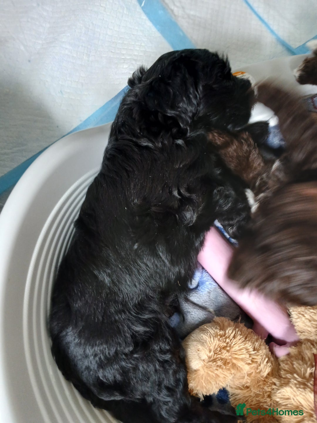 Mixed Breed dogs for sale: Very rare Black Cockerpoo and Chocolate puppies - Image 6