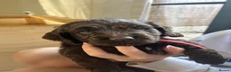 Cocker Spaniel dogs for sale: Working cocker spaniels for sale 🐾 - Advert 10