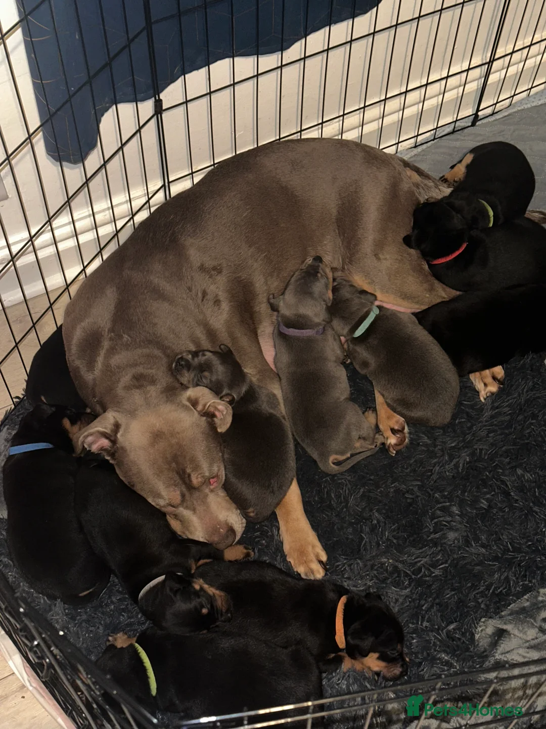 Mixed Breed dogs for sale: 10 Rottweiler cross Doberman pups - Advert 1