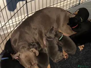 Mixed Breed dogs 10 Rottweiler cross Doberman pups - Advert 1