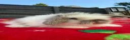 Mini Lion Lop rabbits for sale: Beautiful Mini Lion Lop Boys - Advert 7