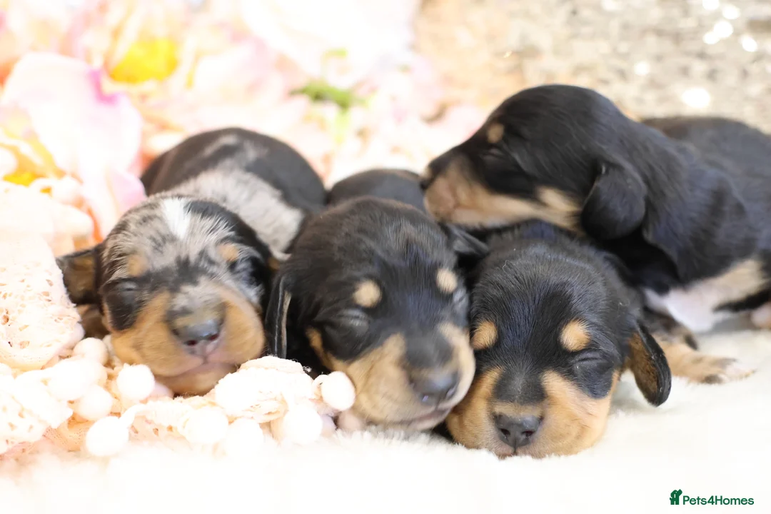 Miniature Dachshund dogs for sale: KC Miniature Dachshund Puppies - Advert 1