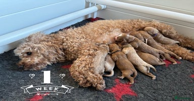 Cavapoo dogs Gorgeous F1 Cavapoo puppies. Health tested parents - Advert 11