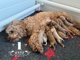 Cavapoo dogs Gorgeous F1 Cavapoo puppies. Health tested parents - Advert 11