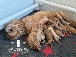 Cavapoo dogs Gorgeous F1 Cavapoo puppies. Health tested parents - Advert 3
