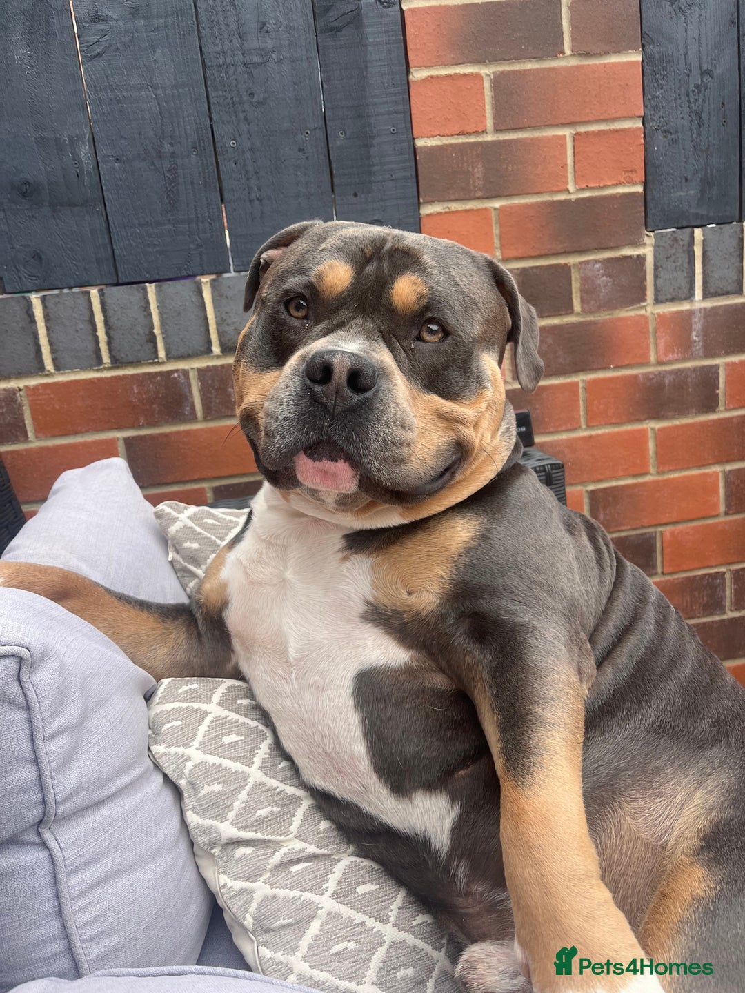 American Bulldog dogs for stud: DOG FOR STUD - Image 1