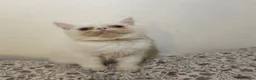 Exotic cats for sale: Exotic Persians - Advert 23