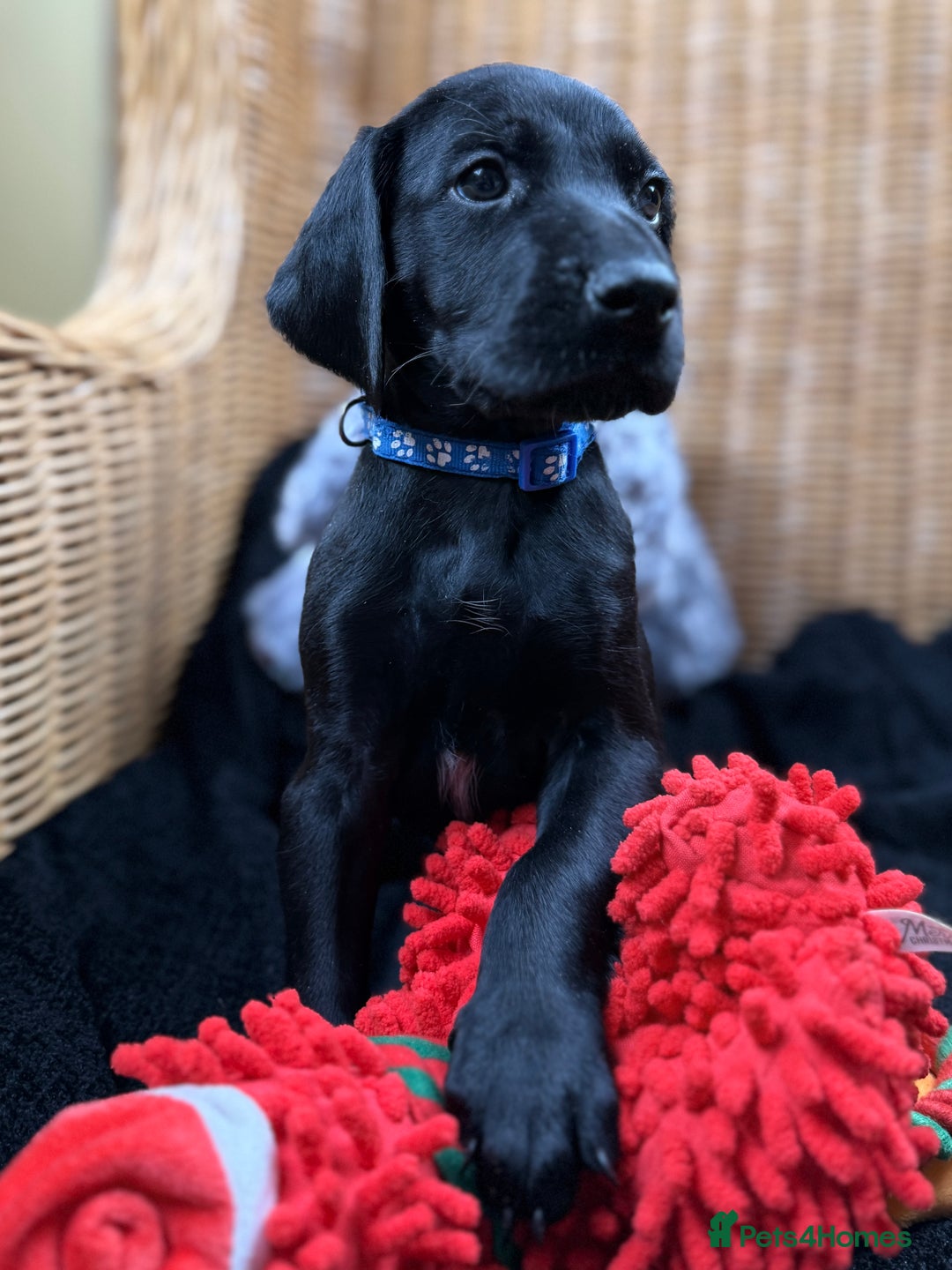 German Shorthaired Pointer dogs for sale: KC GSP Pups Health Tested Parents - Advert 8