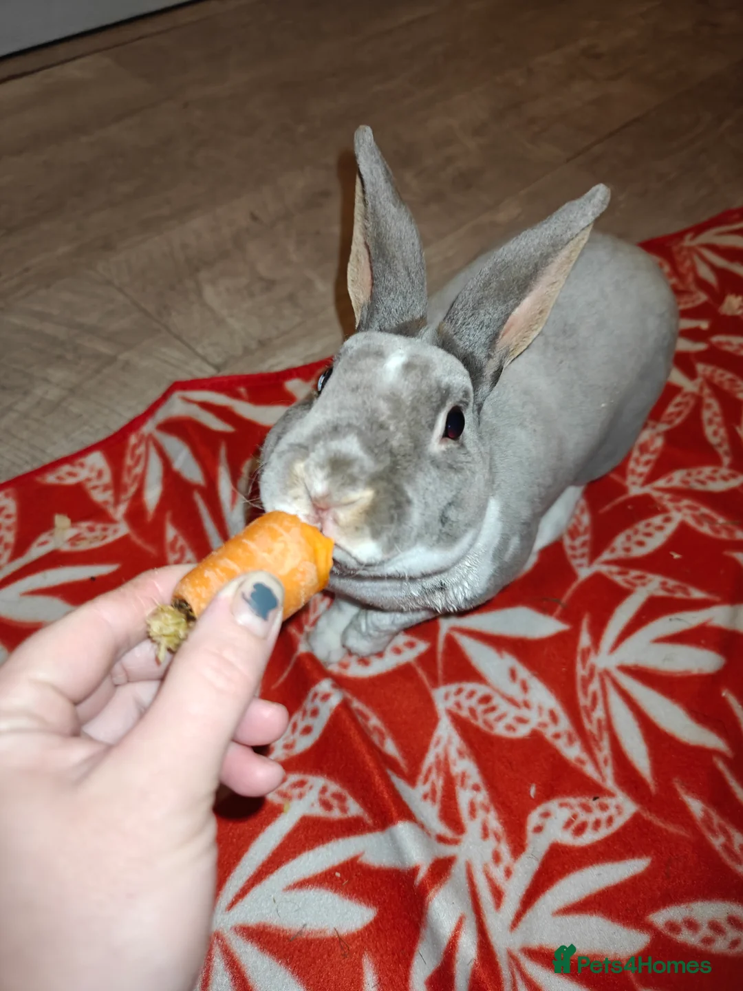 Rex rabbits for sale: Mini Rex Does - Advert 22