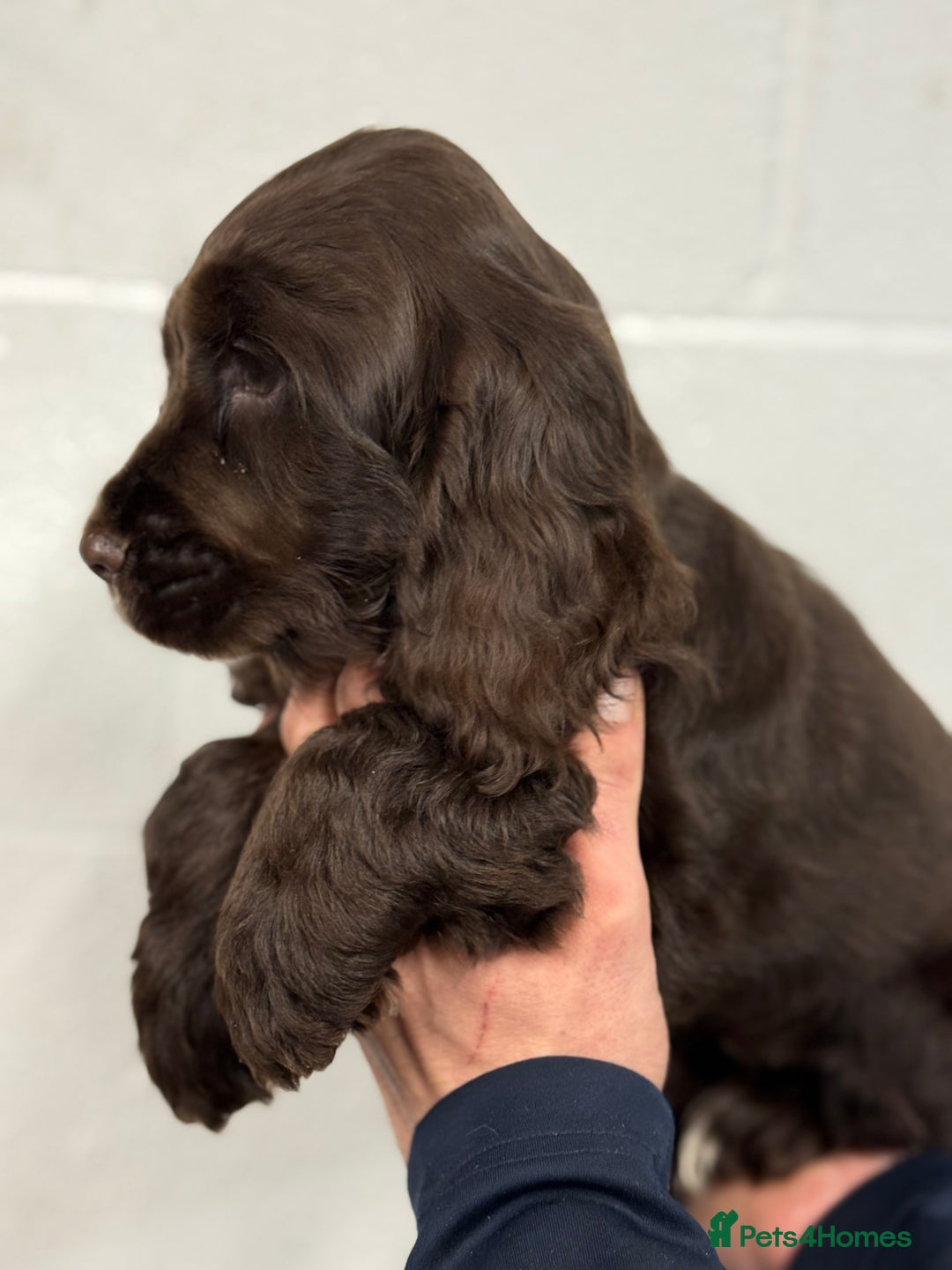 Cocker Spaniel dogs for sale: True to type Show Cocker Spaniels - KC reg parents - Advert 2
