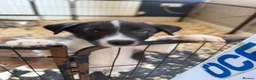 Border Collie dogs for sale: Last 2 now reduced! B&W male and female - Advert 5