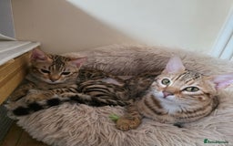 Bengal cats for sale:  Outstanding Quality Bengal kittens ready to leave - Image 34