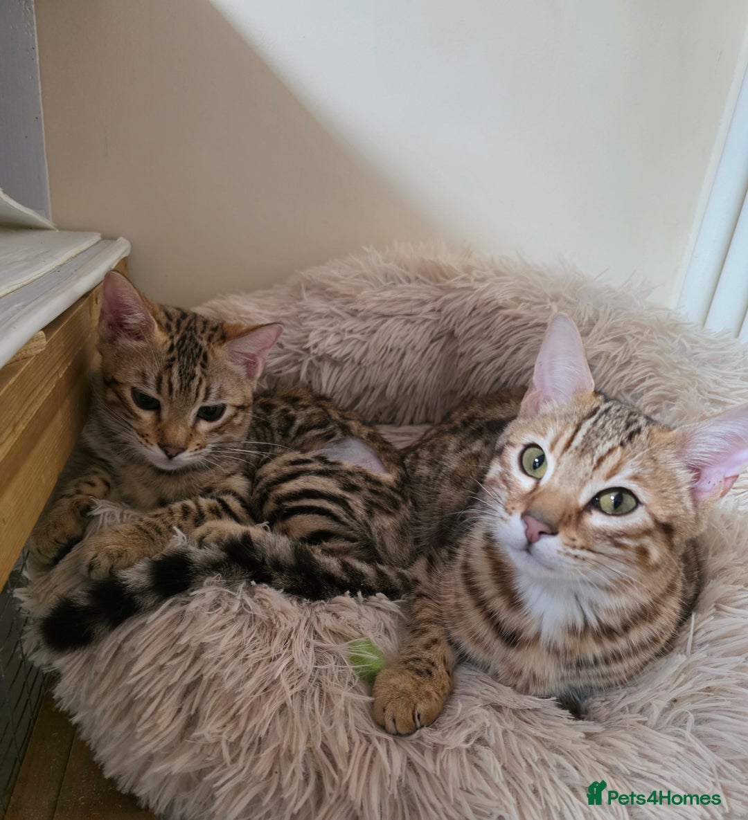 Bengal cats for sale:  Outstanding Quality Bengal kittens ready to leave - Image 34
