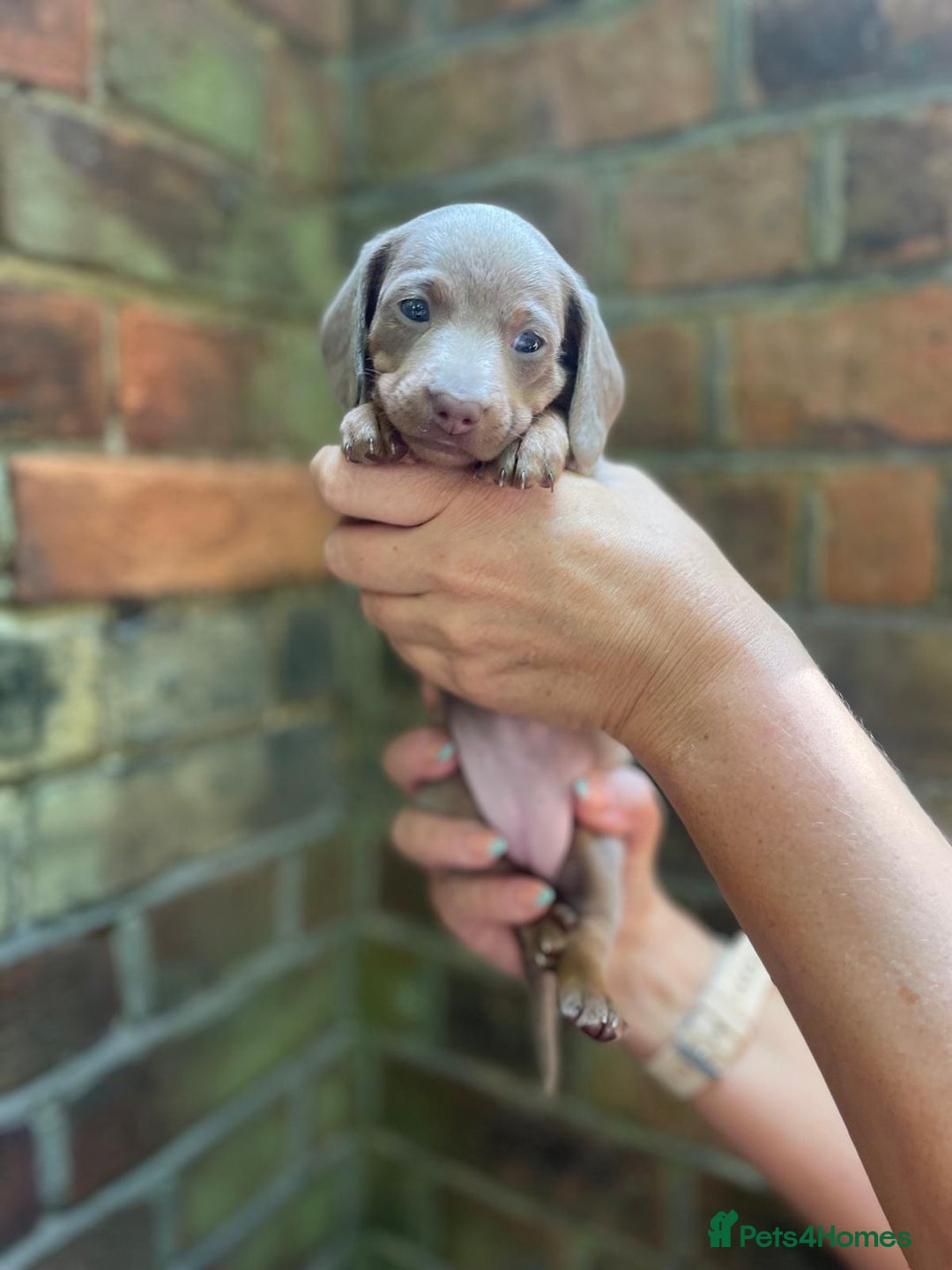 Miniature Dachshund dogs for sale: Stunning Mini Dachshund*1 LH Boy & 1 SH Girl left* - Image 15