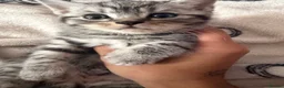 Egyptian Mau cats for sale: beautiful egyptian Mau kittens  in Chelmsford - Advert 12
