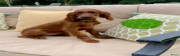 Irish Setter dogs for sale: Kennel Club Irish Setter Puppies  - Advert 17