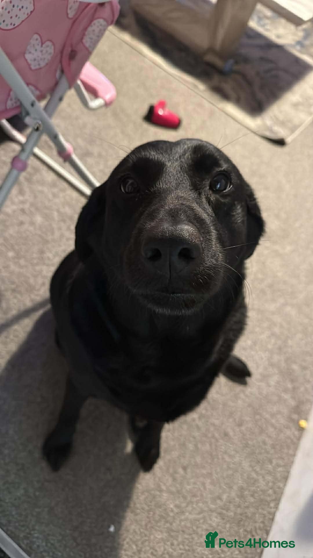 Labrador Retriever dogs ruby  - Advert 1